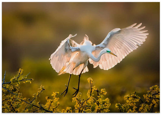 Golden Hour Egret