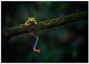 Relaxed Red-Eyed Treefrog