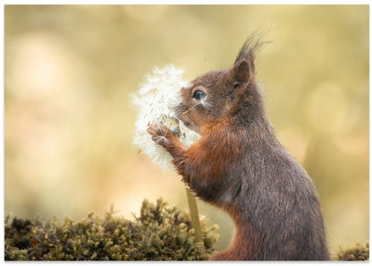 Curious Squirrel Dandelion