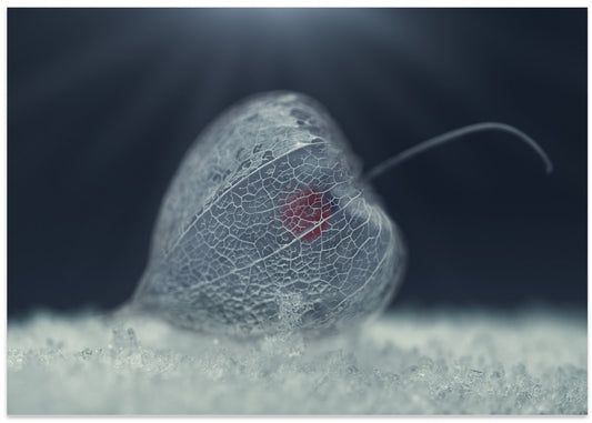 Frosted Chinese Lantern