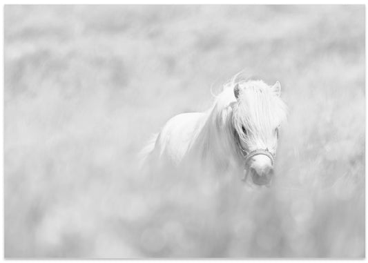 Dreamy White Pony