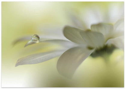 Delicate Dewdrop Flower