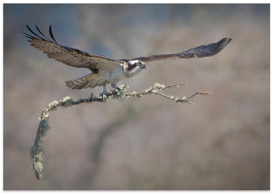 Osprey Takes Flight