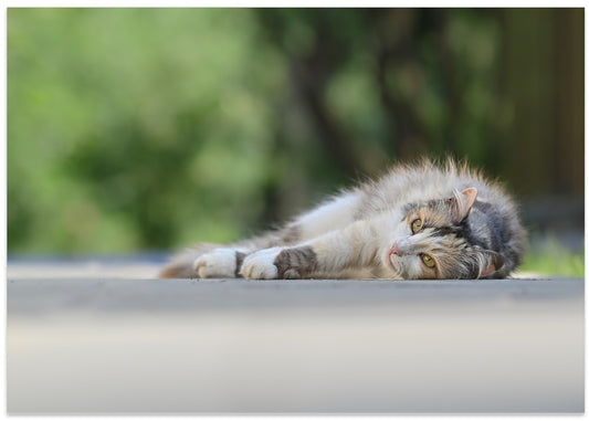 Peaceful Garden Cat