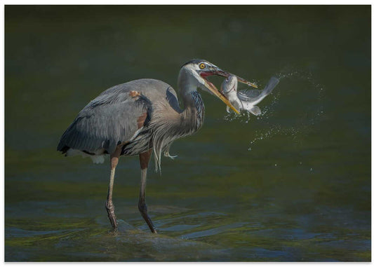 Heron Catches Fish