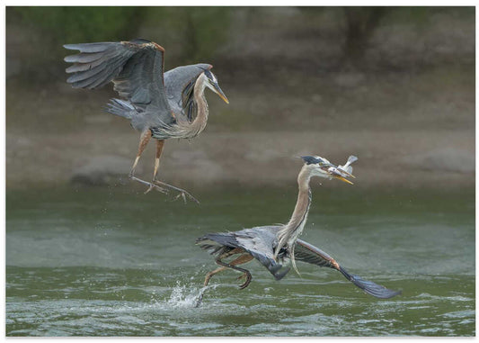 Herons Fighting For Catch