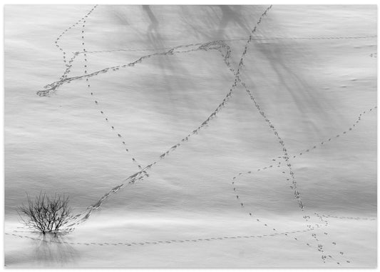 Snowy Footprint Trails