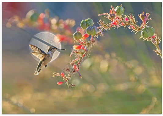 Hummingbird Golden Flight