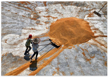 Drying Golden Grain