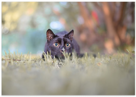 Watchful Black Cat Eyes