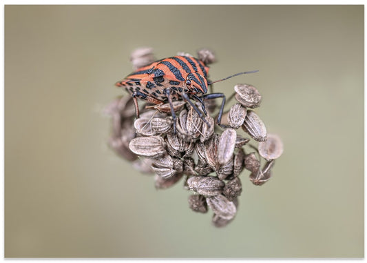 Striped Bug on Seeds