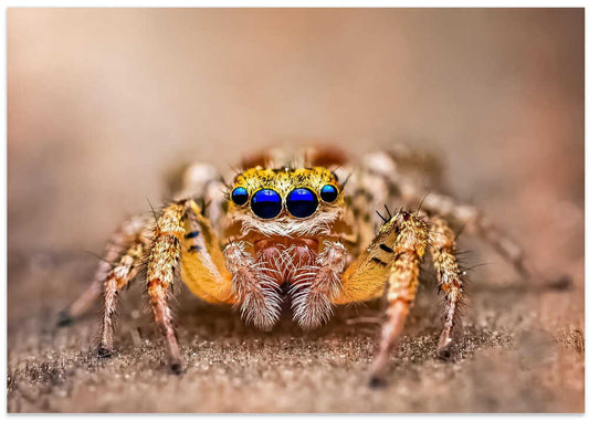 Blue-Eyed Jumping Spider