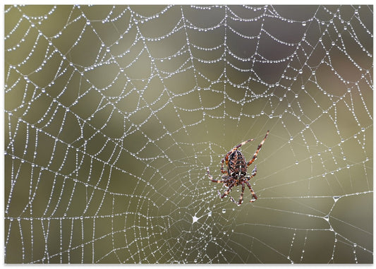 Glistening Spider Web