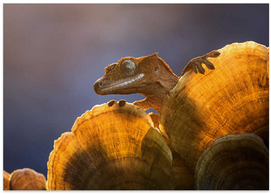 Crested Gecko Golden Light