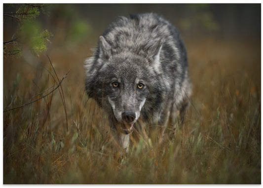 Intense Wolf Gaze