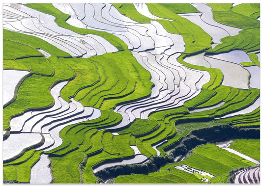 Asian Rice Terraces