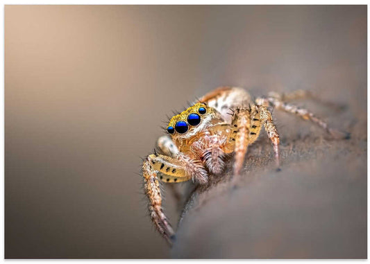 Blue Eyed Jumping Spider