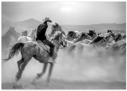 Cowboy and Wild Horses