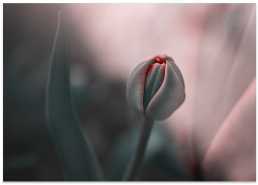 Soft Tulip Bud
