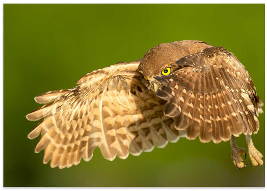 Burrowing Owl Midflight