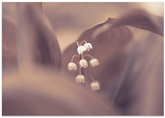 Dreamy Lily of the Valley