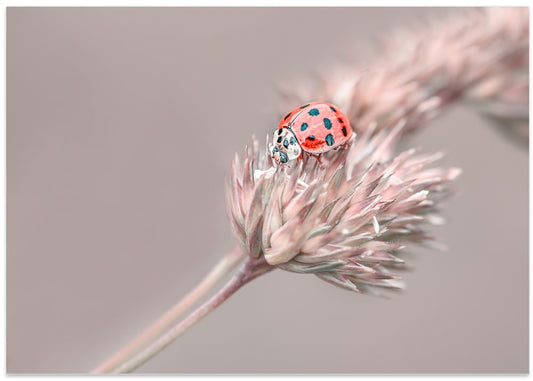 Pastel Ladybug Perched