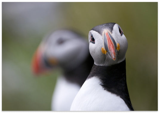 Atlantic Puffin Portrait
