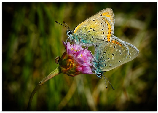 Butterflies on Pink Bloom