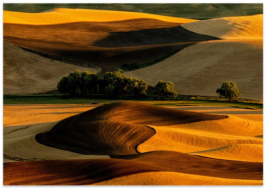 Golden Rolling Hills