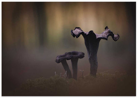 Mystical Forest Fungi
