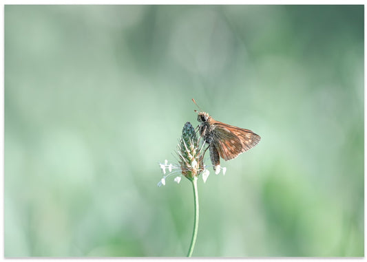 Peaceful Skipper Butterfly