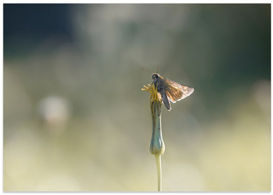 Butterfly On Dandelion Bud
