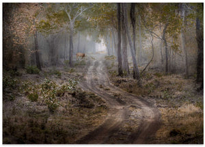 Deer in Misty Forest