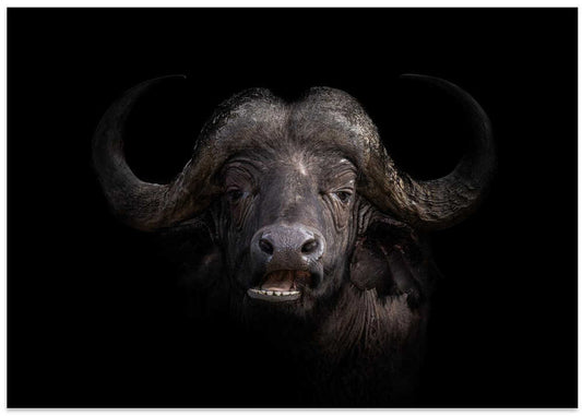 Powerful Cape Buffalo