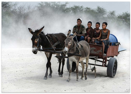 Donkeys Pulling Dusty Cart