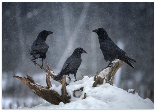 Three Ravens Winter Snow