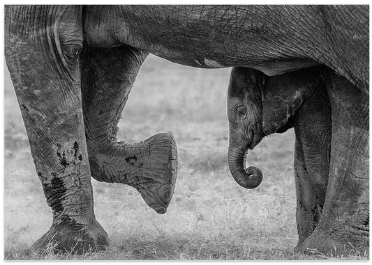 Baby Elephant's Gentle Shelter