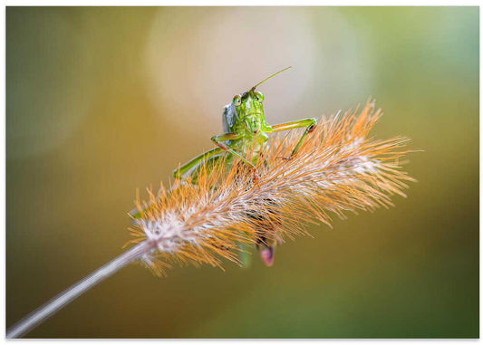 Vibrant Green Grasshopper