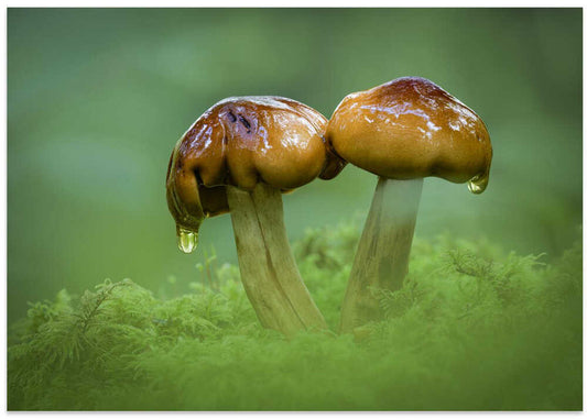 Wet Mushrooms On Moss