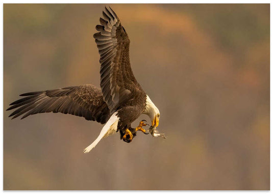 Flying Eagle Fish Catch