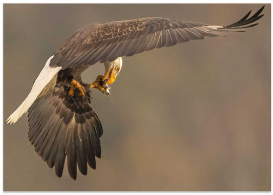 Bald Eagle's Catch