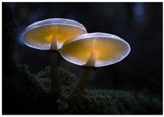 Glowing Forest Mushrooms