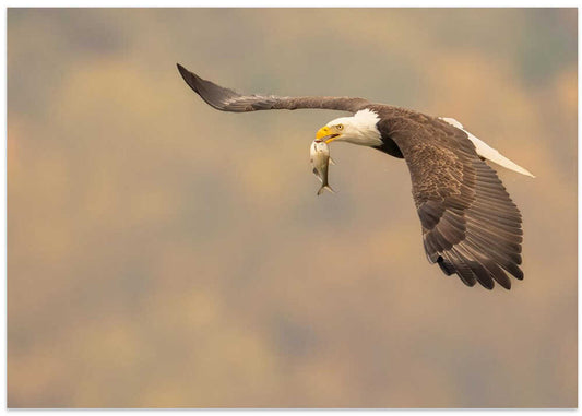 Eagle's Fish Catch