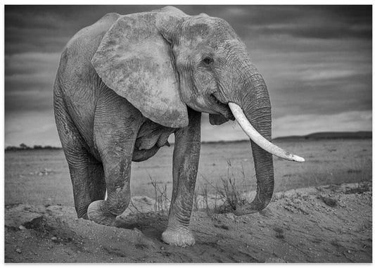 Majestic African Elephant