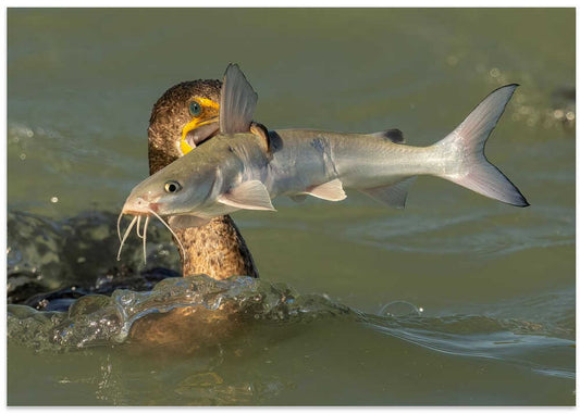 Cormorant Catches Catfish