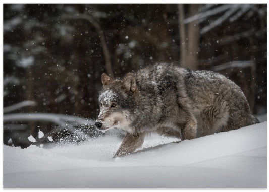 Winter Wolf Stride