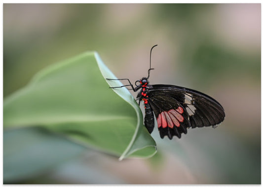 Vibrant Butterfly on Leaf
