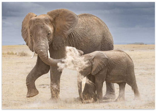 African Elephant Dust Bath
