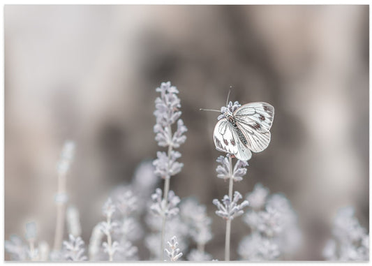 Delicate Lavender Butterfly