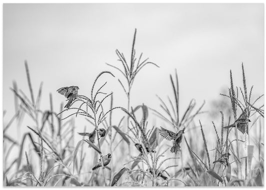 Wild Birds In Corn